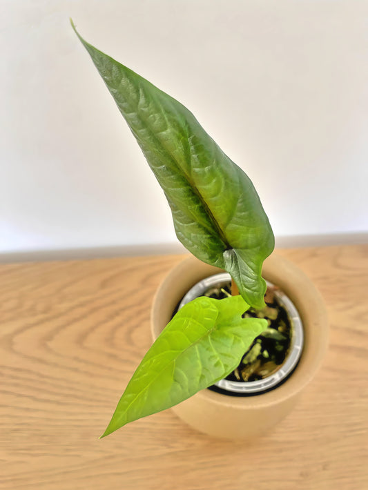 Alocasia Scalprum