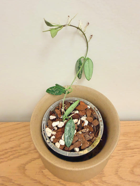 Hoya Lima Splash