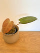 Anthurium Napo X