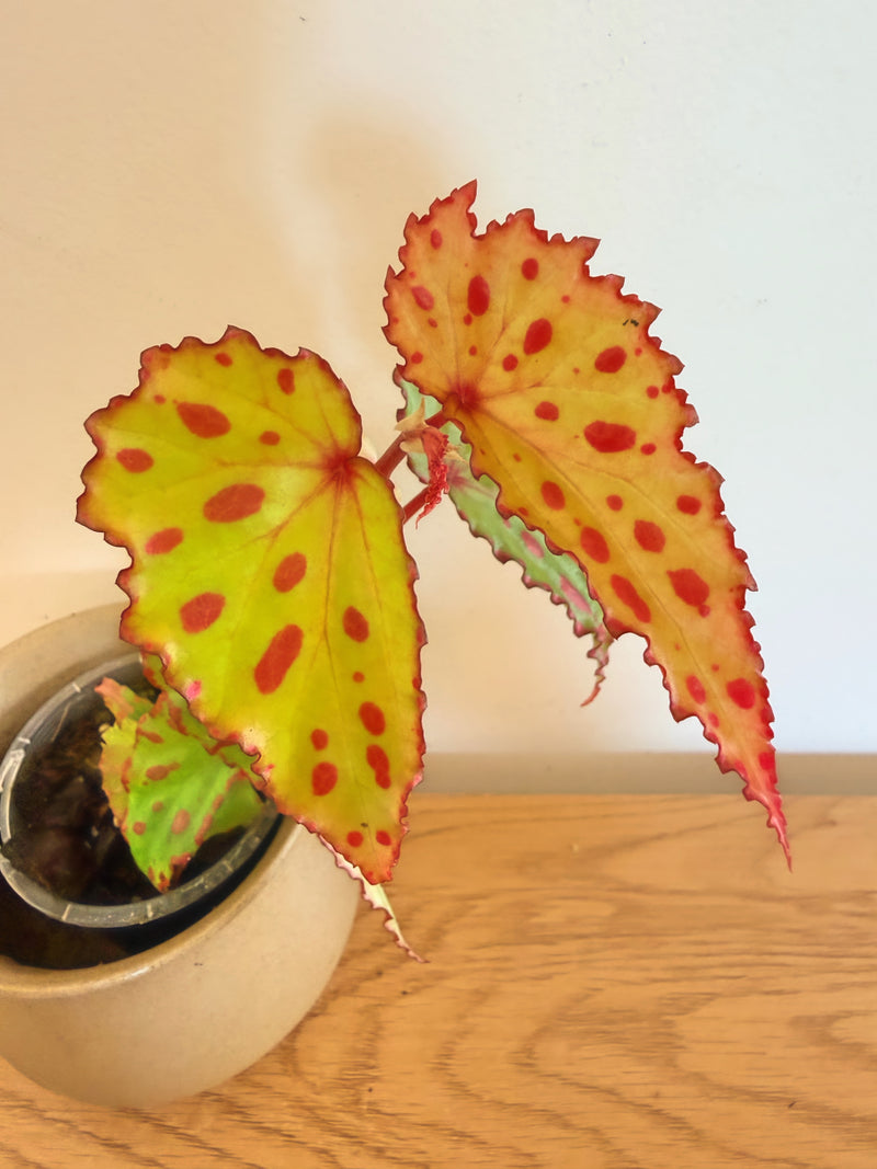 Begonia Pink Lava