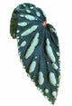 Begonia Atricha Java