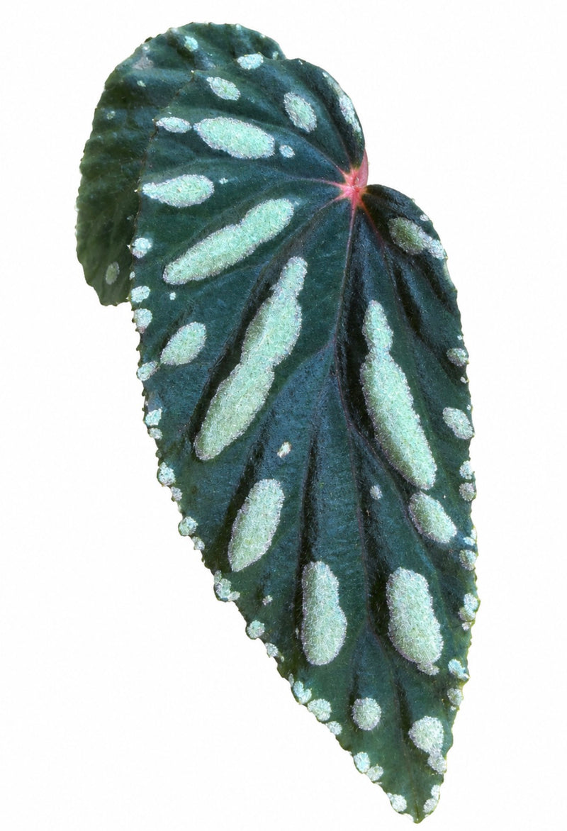 Begonia Atricha Java