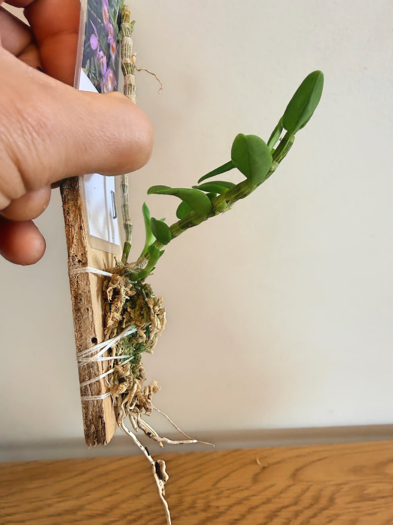 Dendrobium Loddigesii