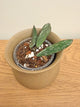 Hoya Sigillatis