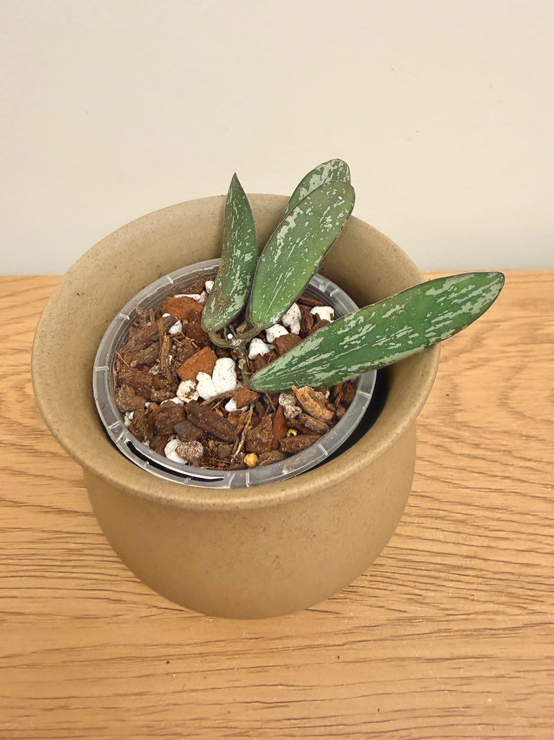 Hoya Sigillatis