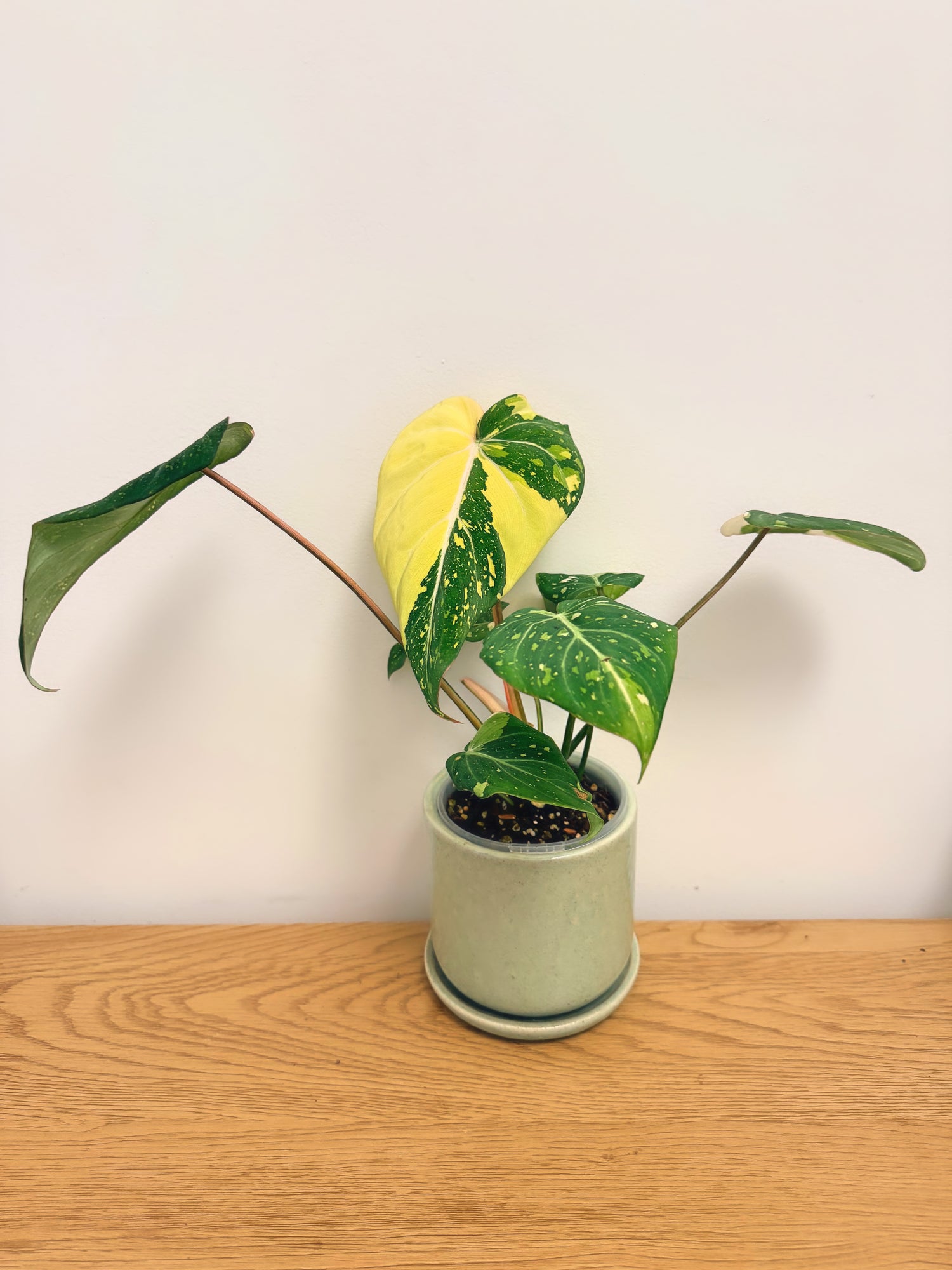 Philodendron Gloriosum Variegated (B)