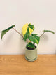 Philodendron Gloriosum Variegated (B)