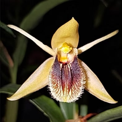 Coelogyne Fimbriata