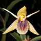 Coelogyne Fimbriata