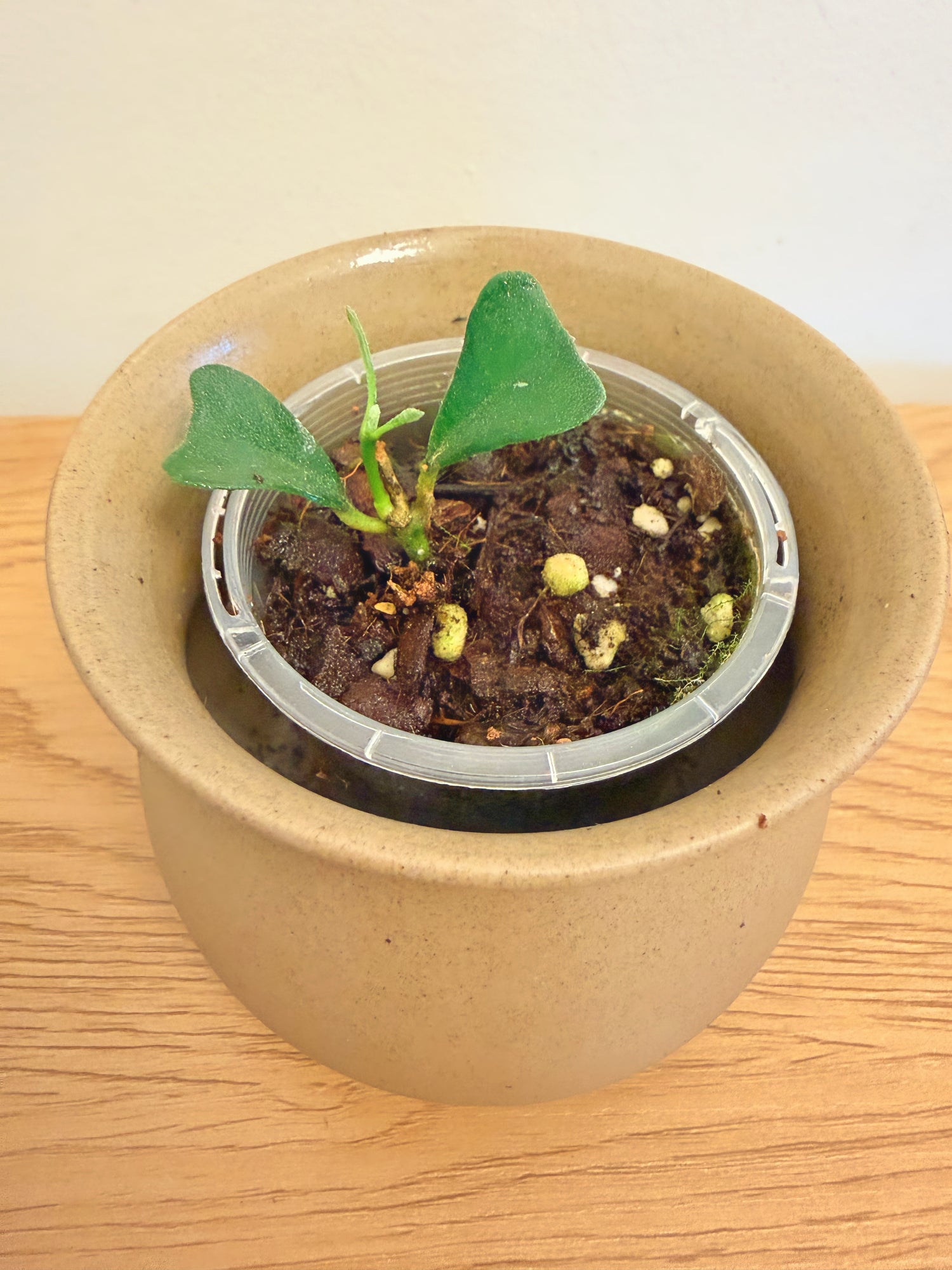 Hoya Manipurensis
