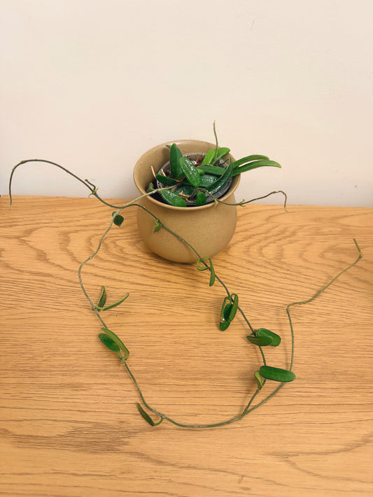 Hoya Spectatissima (B) with peduncle