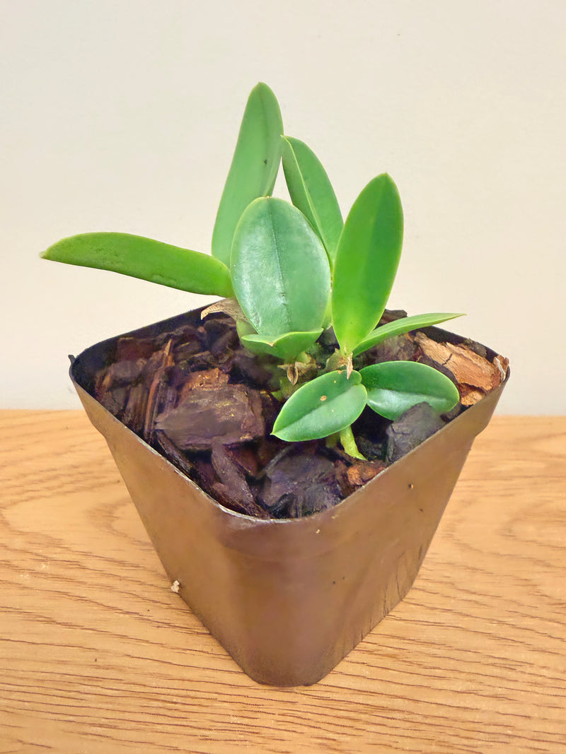 Lc. Moonlight Dream ‘SVO Moonlight Kiss’ AM/AOS x Lc. Mini Purple f. Coerulea ‘H+R’ 4N