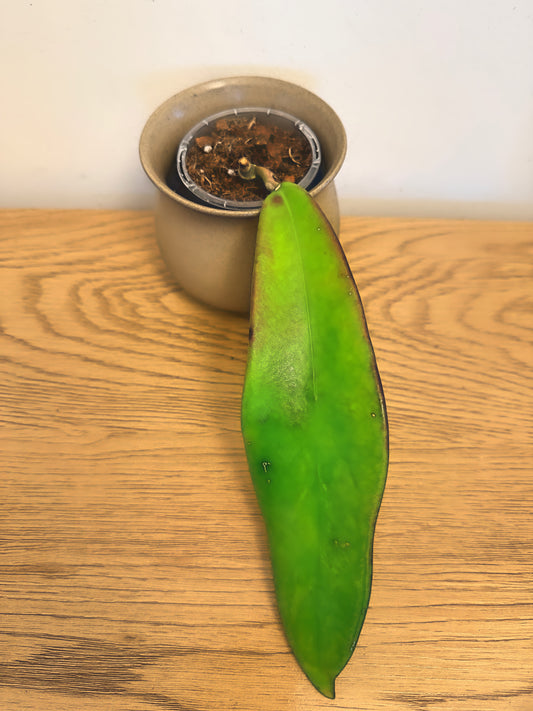 Hoya Meliflua