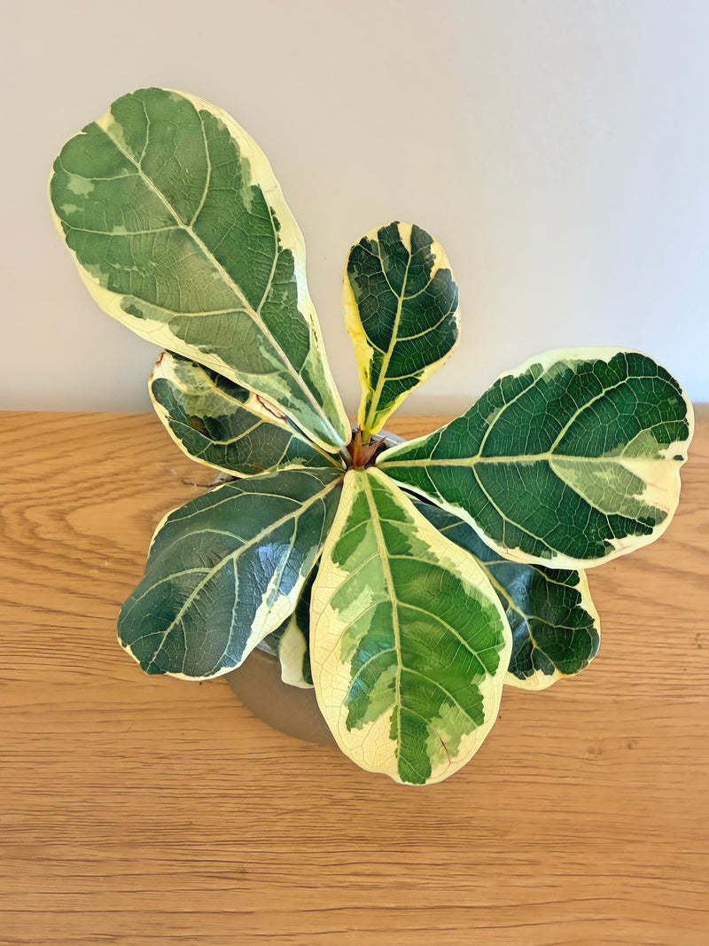 Ficus Lyrata Variegated
