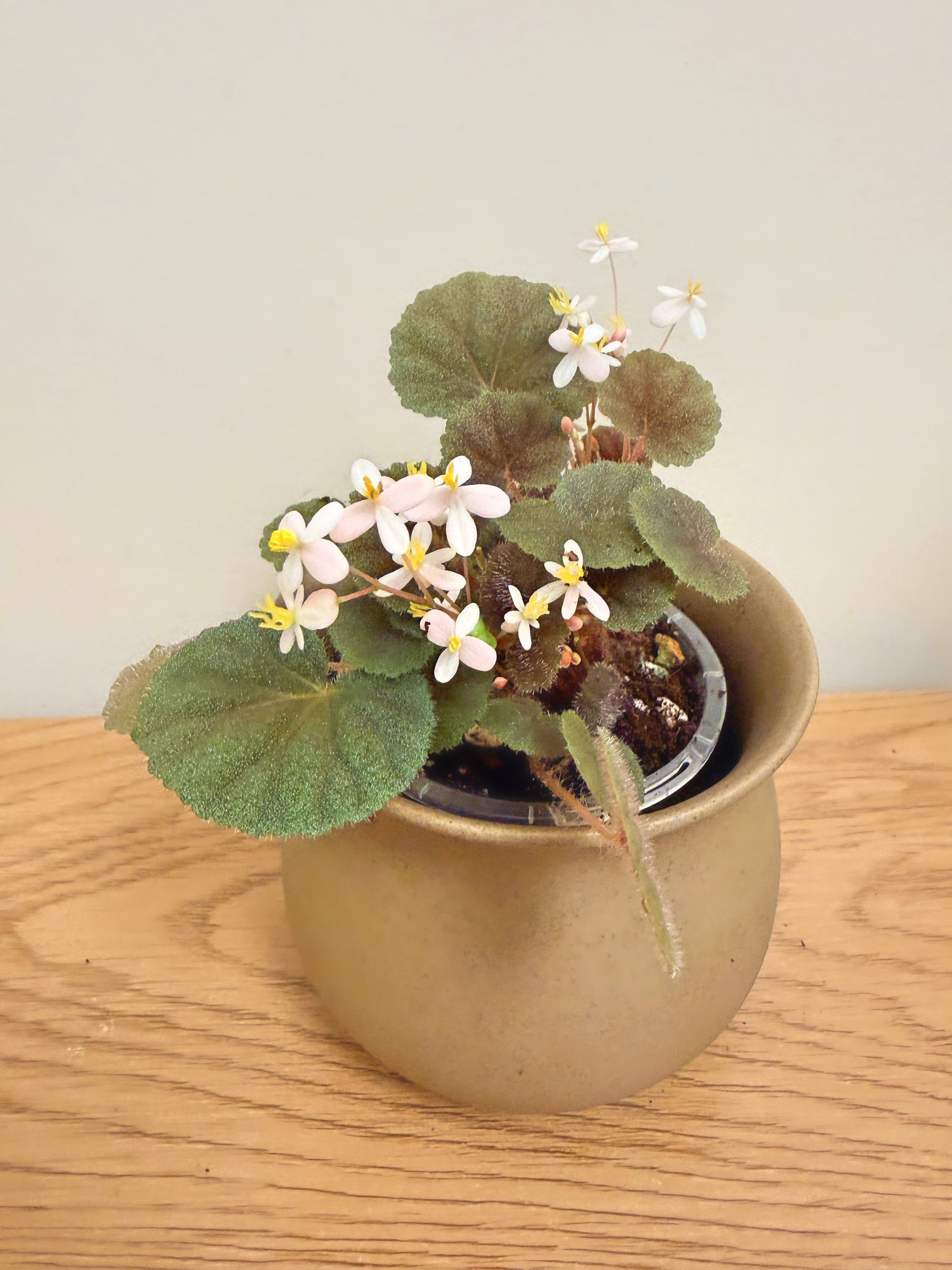 Begonia Hoehneana