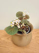 Begonia Hoehneana