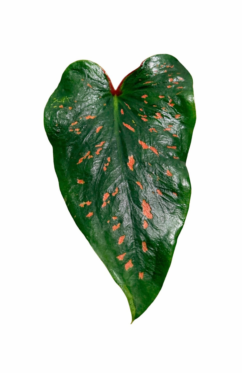 Caladium Rice Bean