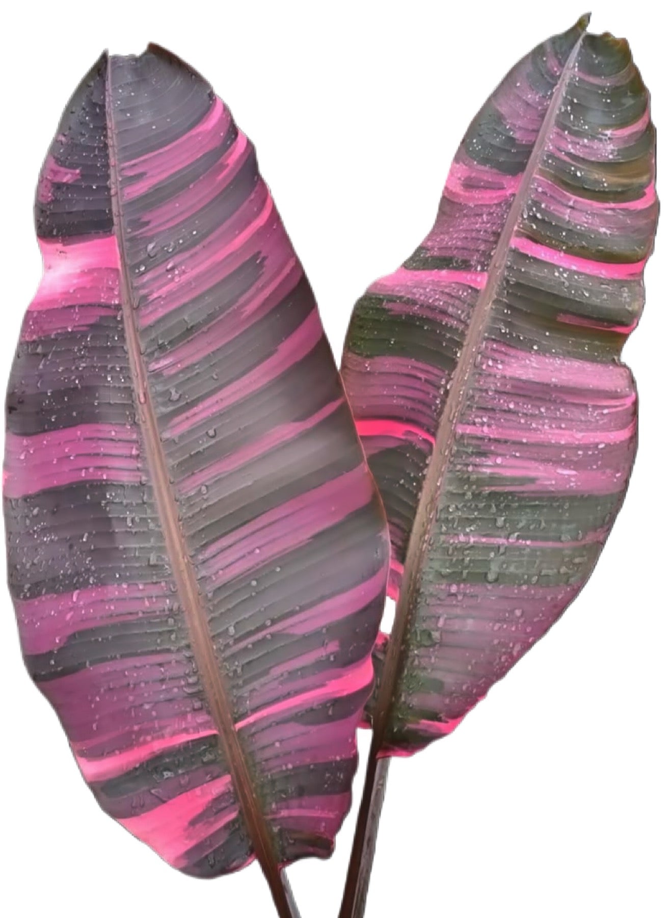 Musa Nono Pink