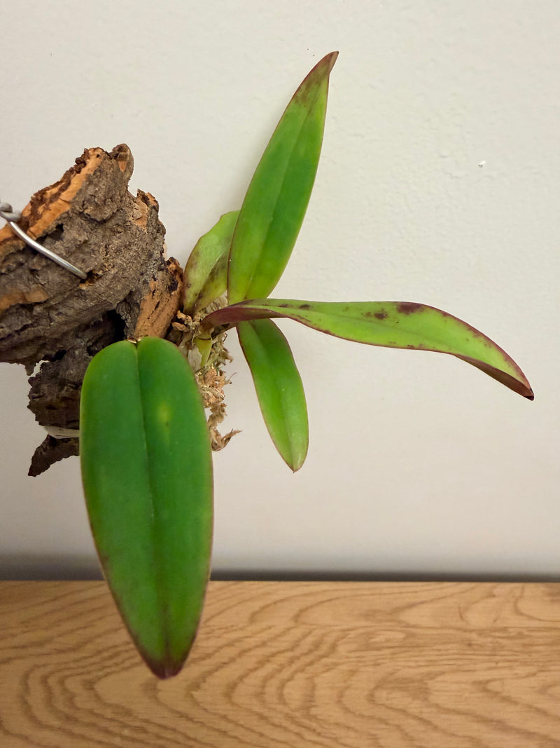 Cattleya Cherry Bee ‘Happy Field’