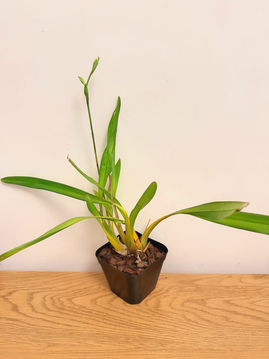 Miltonia Flavescens