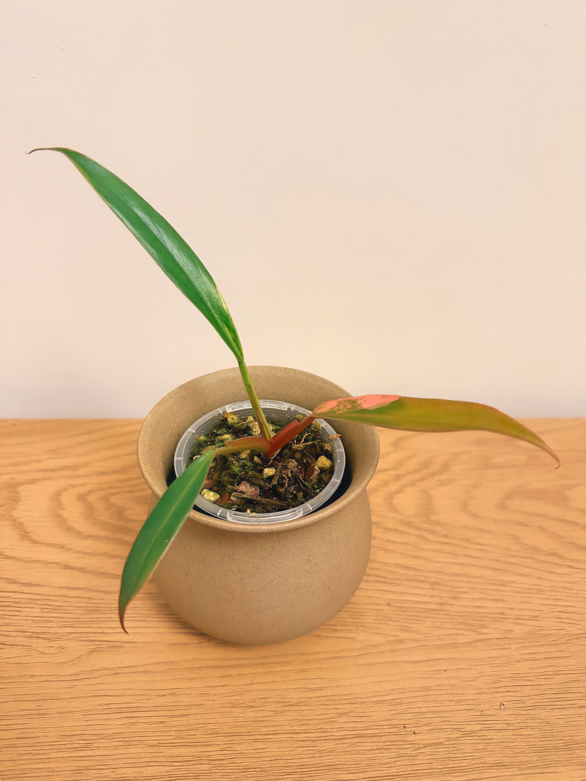 Philodendron Caramel Marble