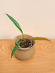 Philodendron Caramel Marble
