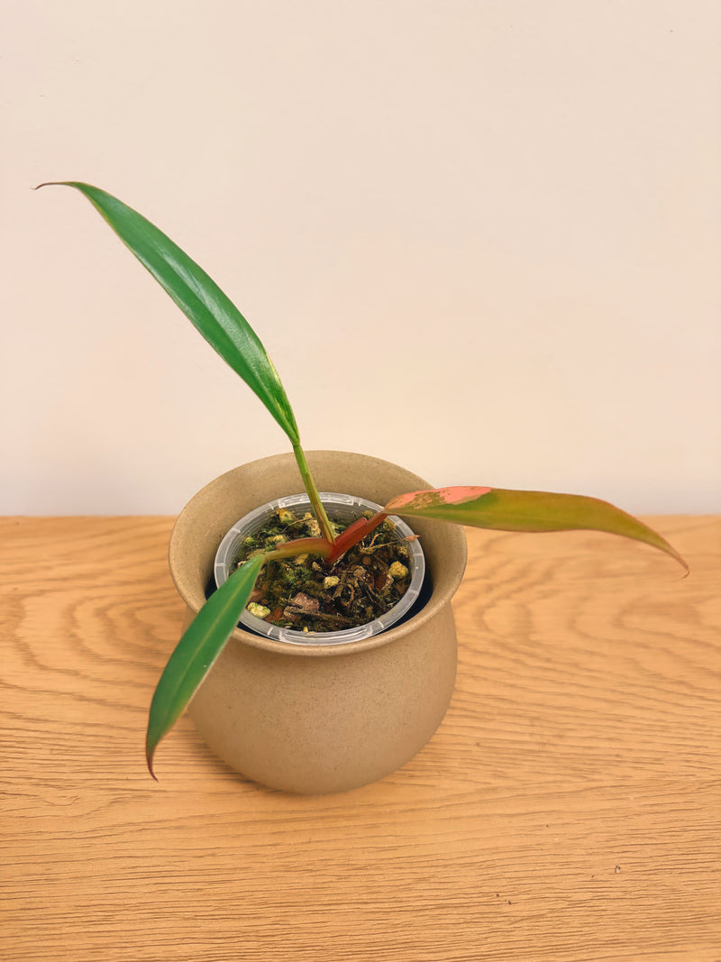 Philodendron Caramel Marble