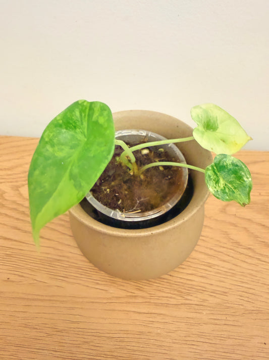 Alocasia Dragon Scale Aurea (B)