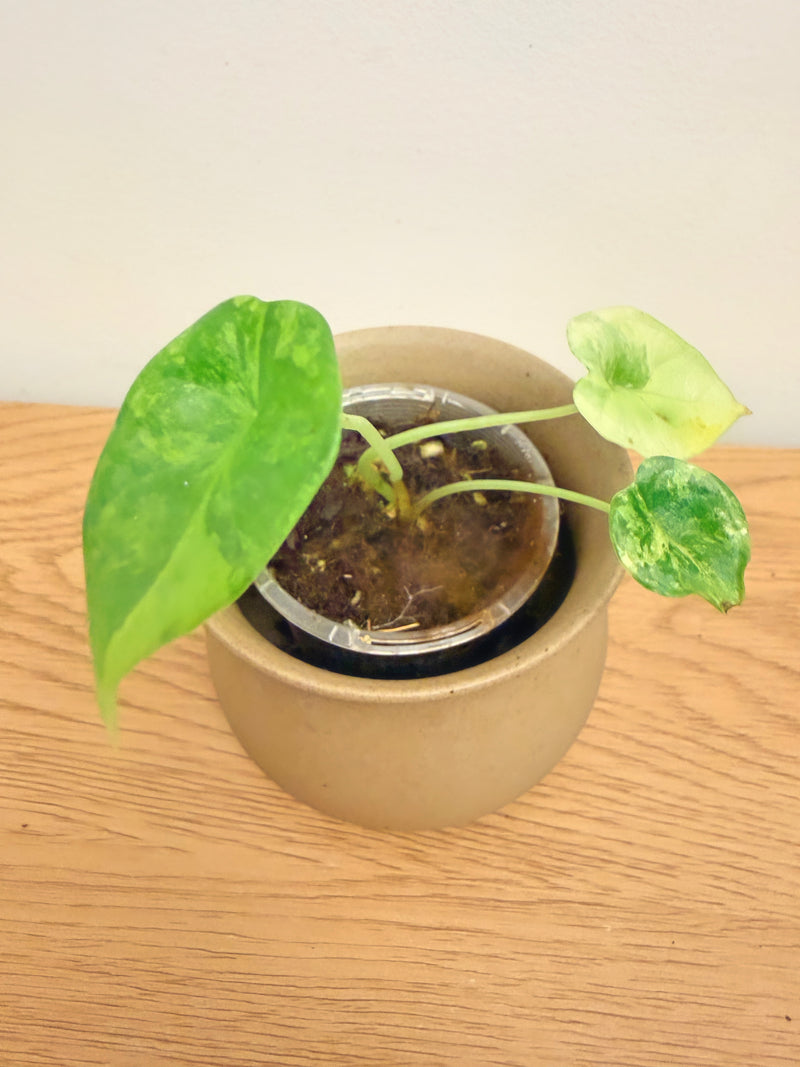 Alocasia Dragon Scale Aurea (B)