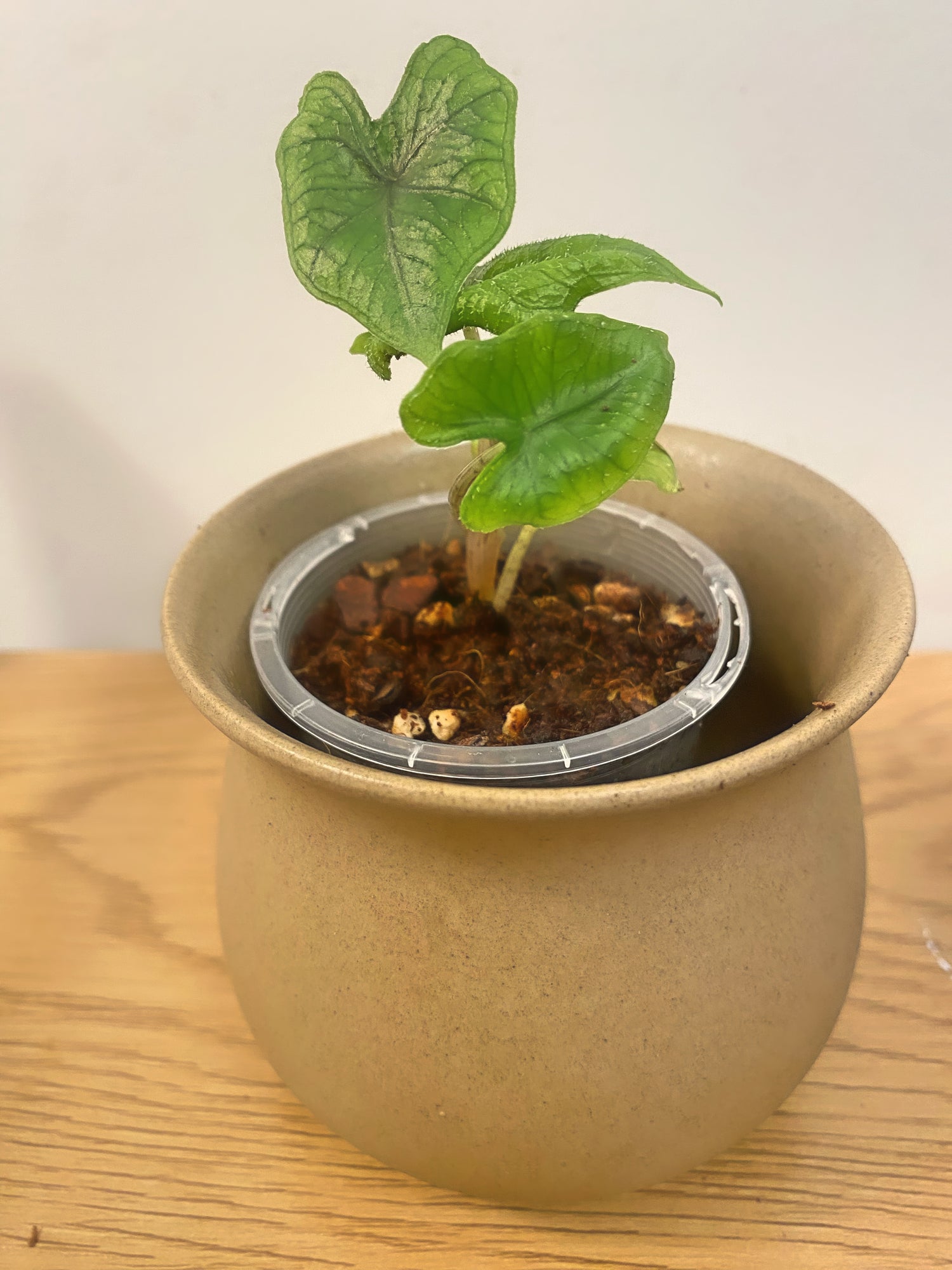 Alocasia Jacklyn