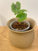 Alocasia Jacklyn