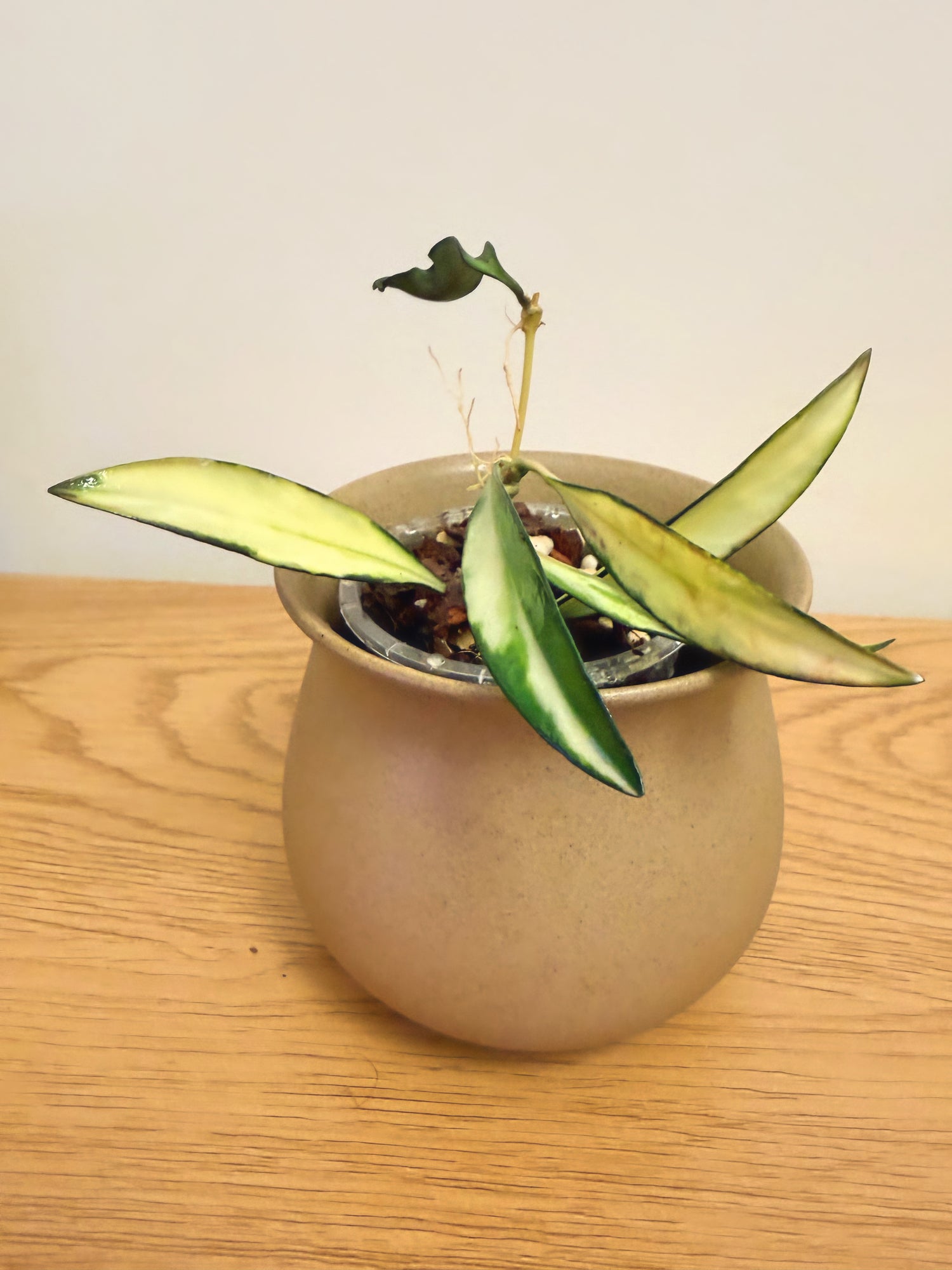 Hoya Wayetii Variegated (A)