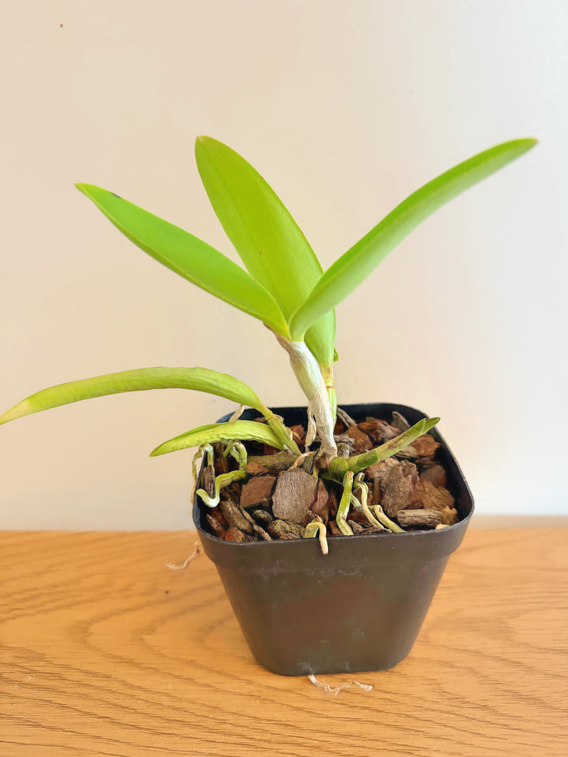 C. Leoloddiglossa ‘SVO Speckled Blue’ x C. Leoloddiglossa-Pittiae ‘Blue Summer Spots’