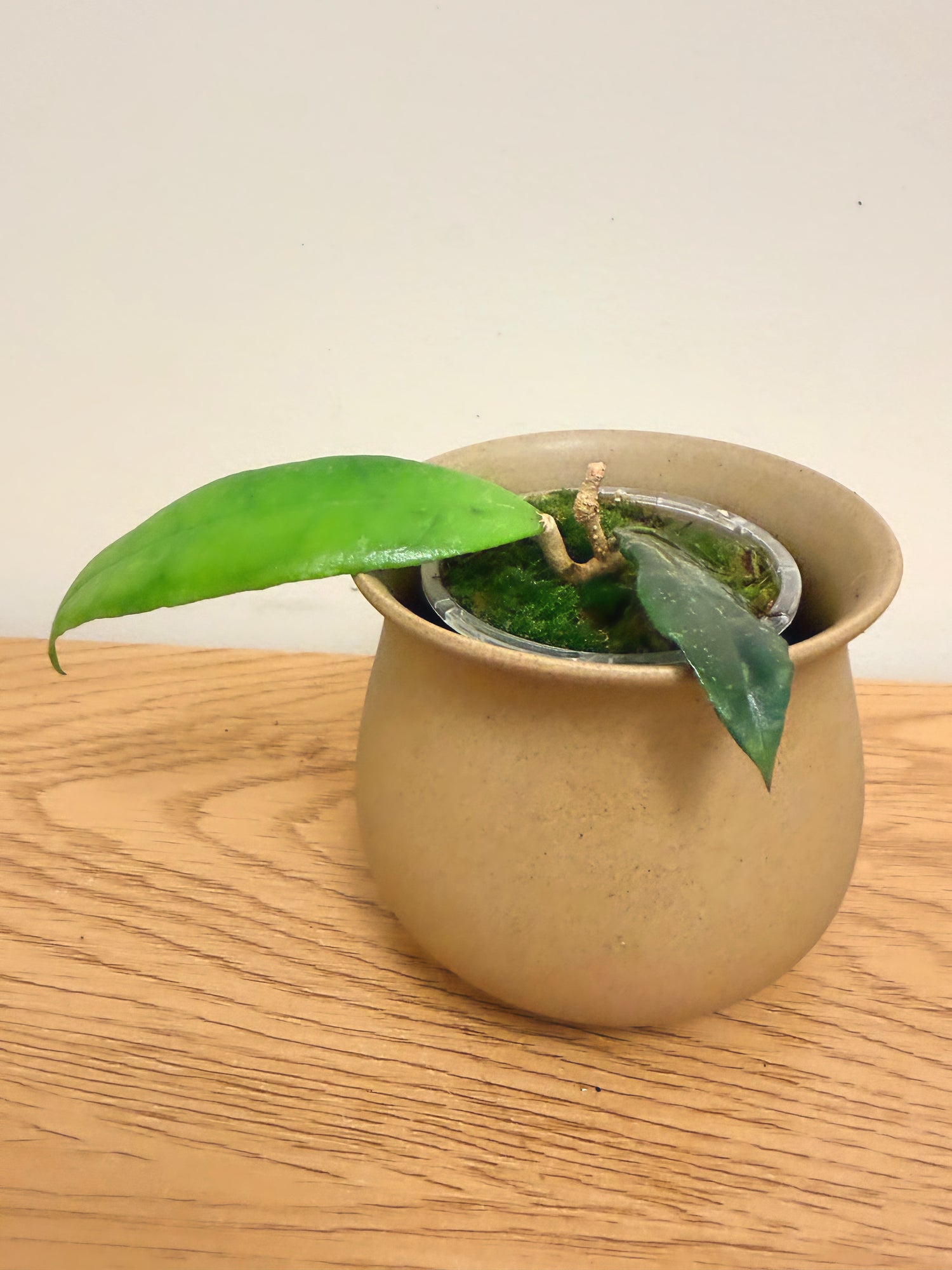 Hoya Finlaysonii Trang