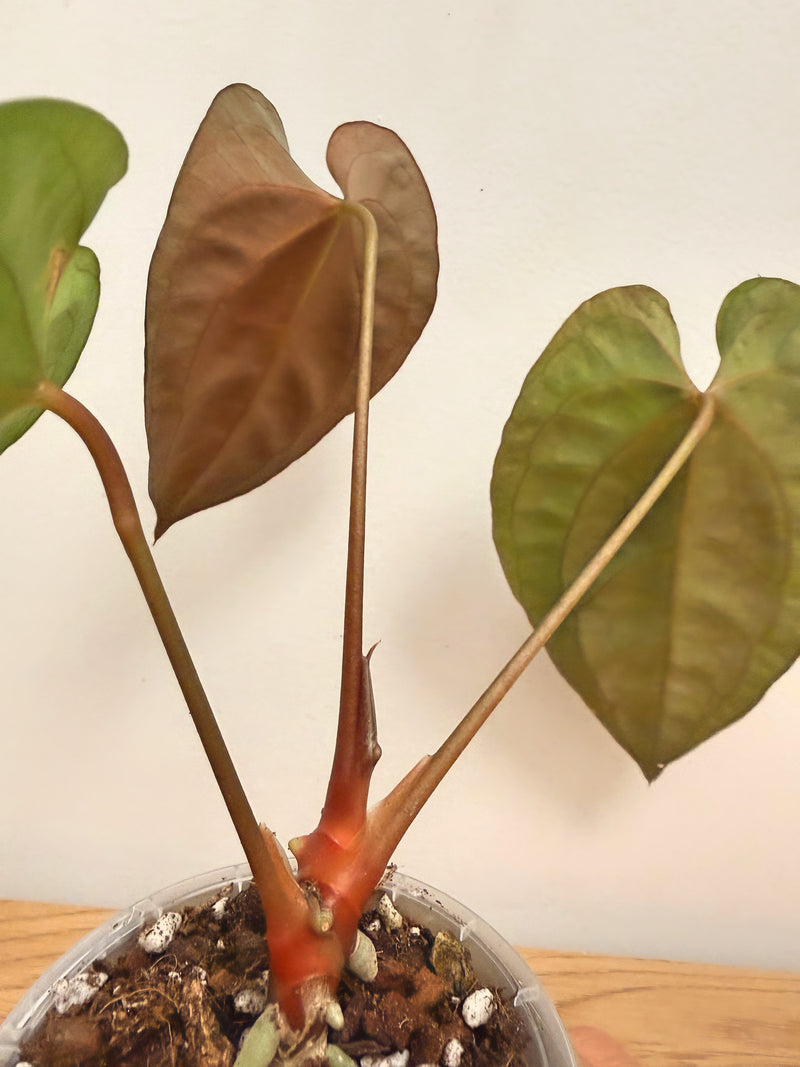 Anthurium Papillilaminum X (A)