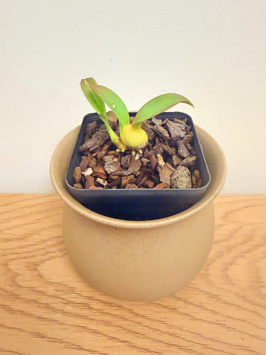 Oncidium Gomesa Jiaho Queen ‘Jiaho’ FCC/AOS, GM/TOGA