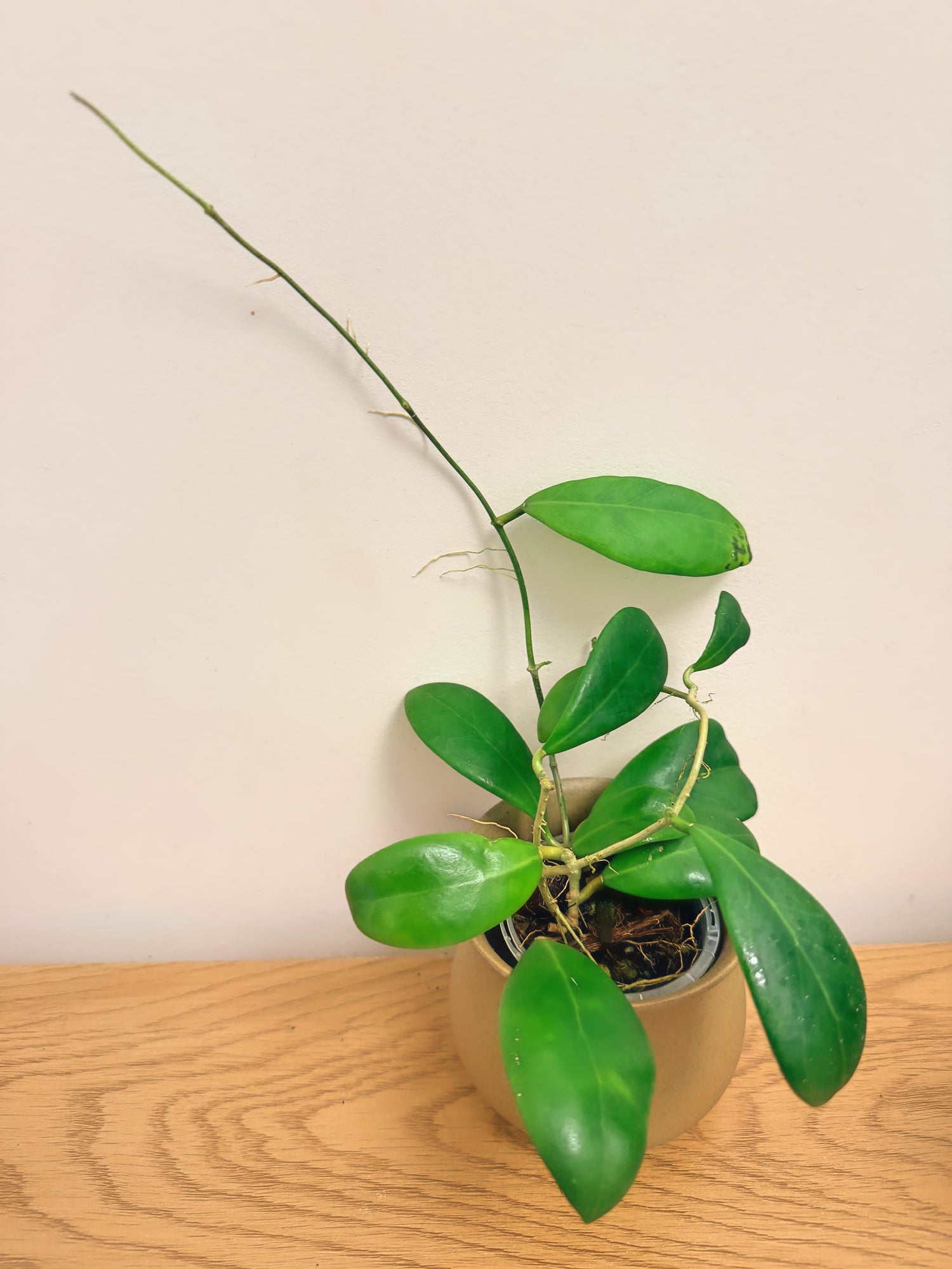 Hoya Erythrostemma ‘Sue Veronica’