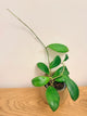 Hoya Erythrostemma ‘Sue Veronica’