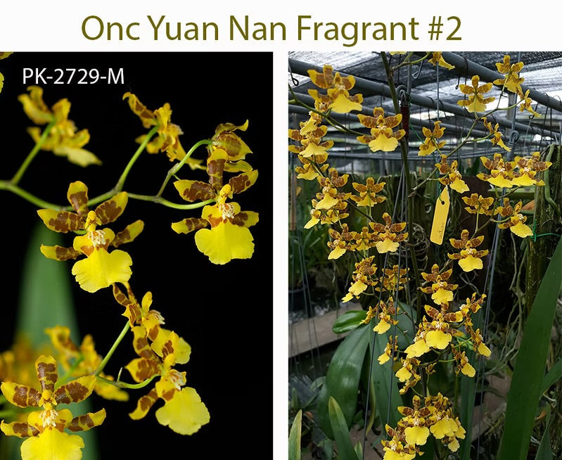 Oncidium Yuan Nan Fragrant #2
