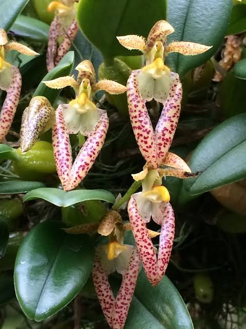 Bulbophyllum Lasiochilum