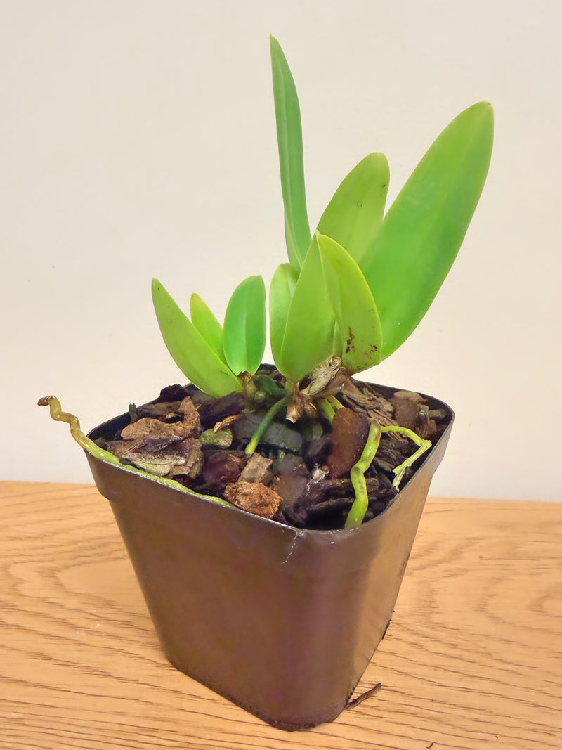 Cattleya Dupreana ‘June Bride’ (Warneri x Warscewiczii)
