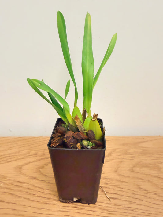 Oncidium Charlesworthii