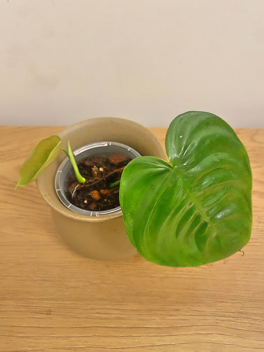 Philodendron Tenue (B)