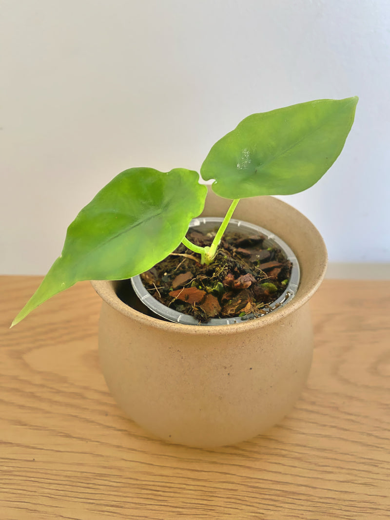 Alocasia Reversa Hannah