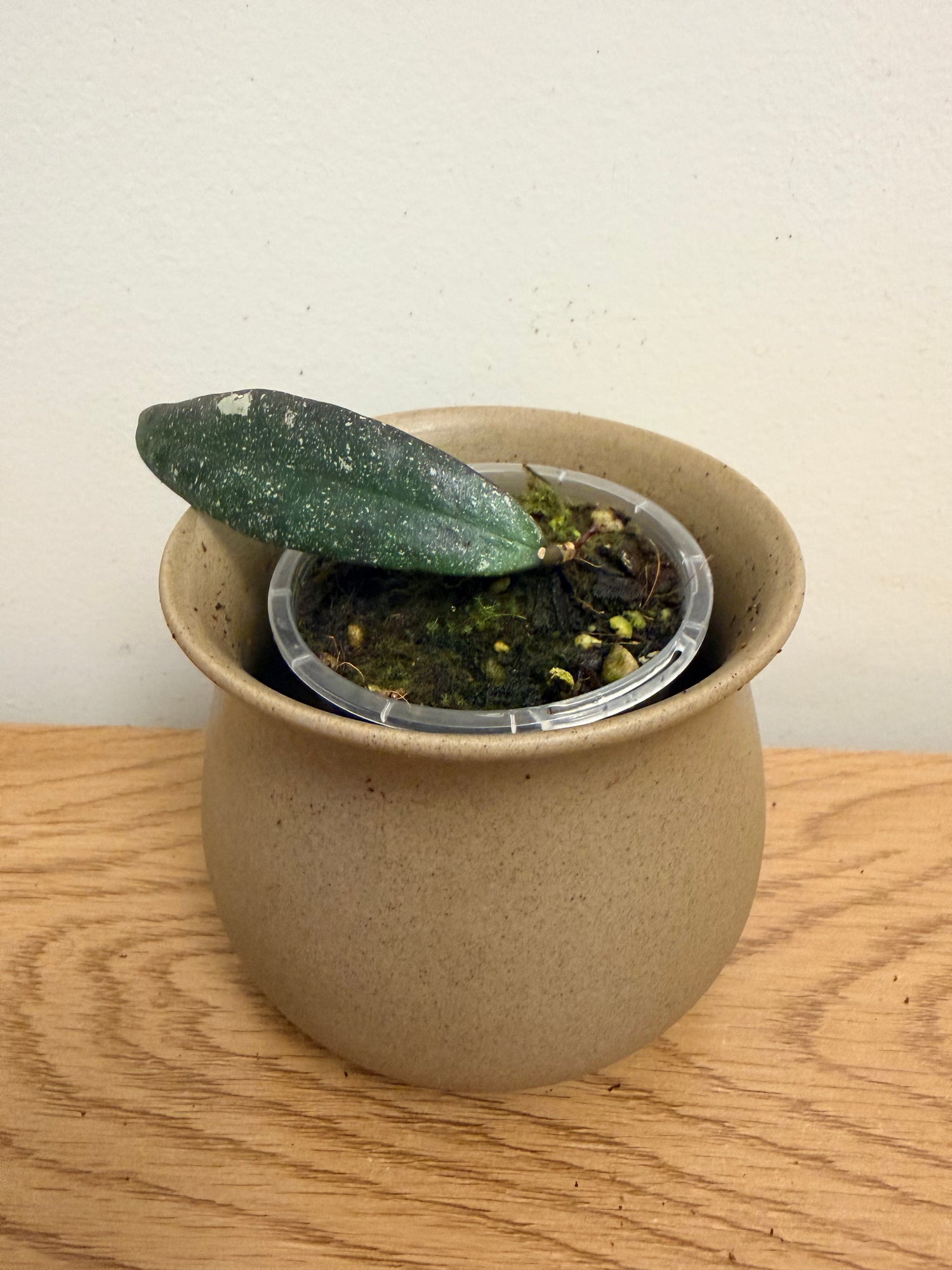 Hoya Scortechinii ssp White