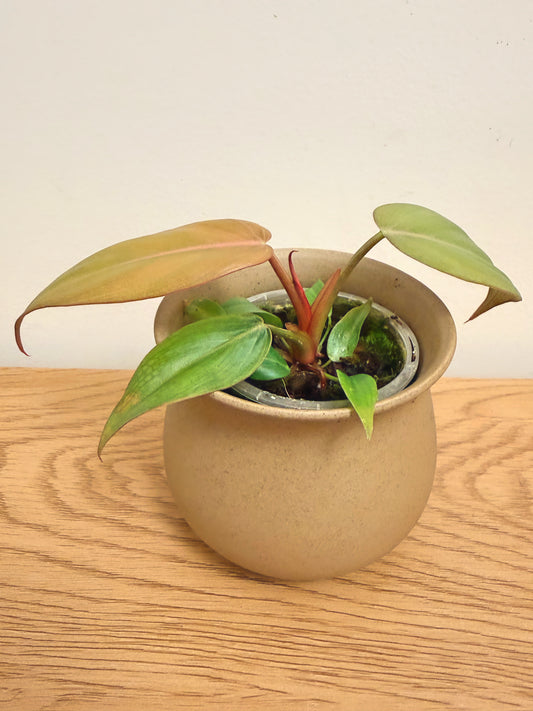 Philodendron Summer Glory