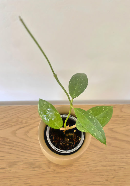 Hoya Parasitica Splash