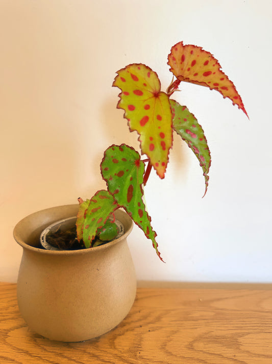 Begonia Pink Lava