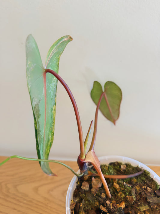 Philodendron Ilsemanii Variegated (D)
