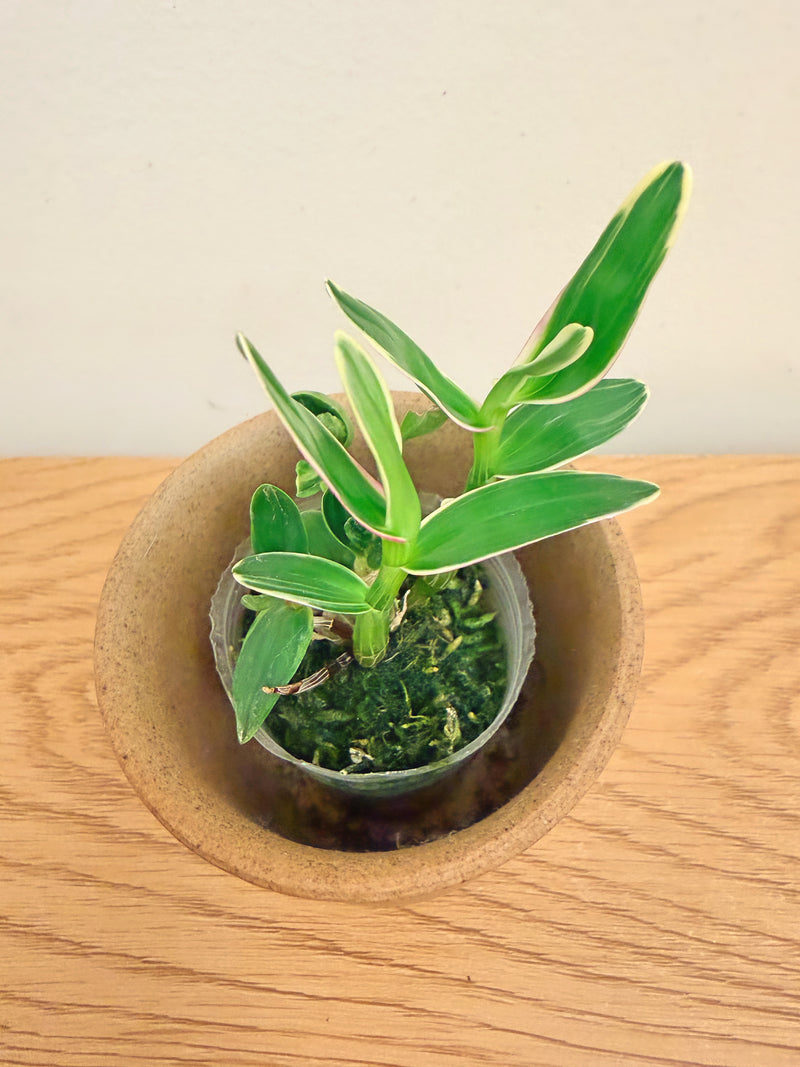Dendrobium Moniliforme ‘Fujizuru’
